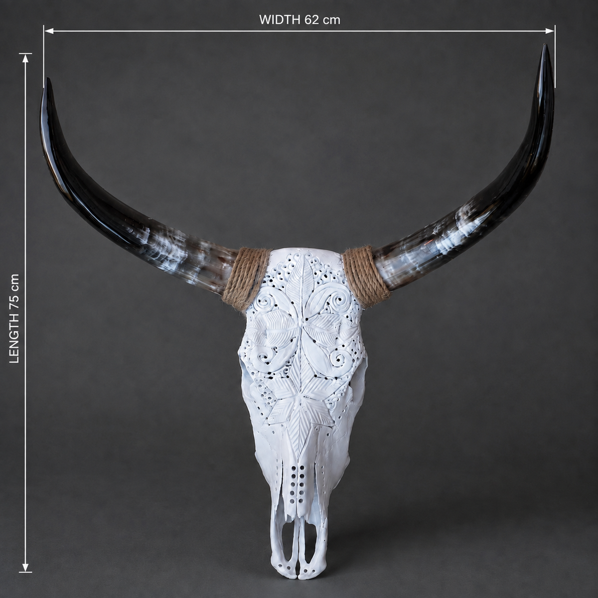 The Chrysalis artisanal carved cattle skull – dimensions view