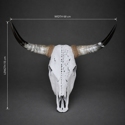 The Divide artisanal carved cattle skull – dimensions view