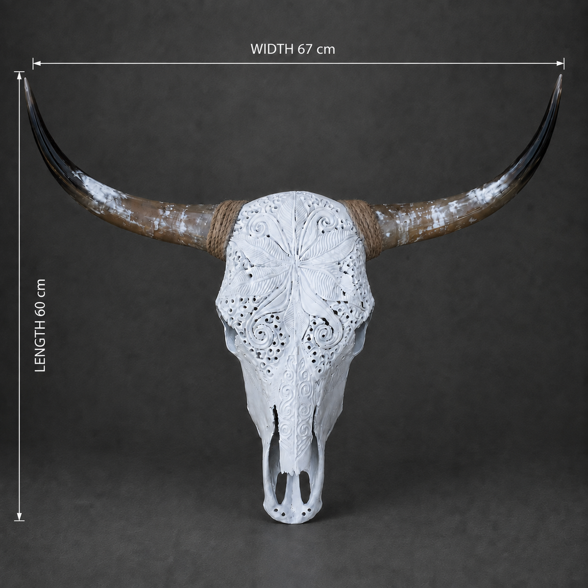 The Luminary artisanal carved cattle skull – dimensions view