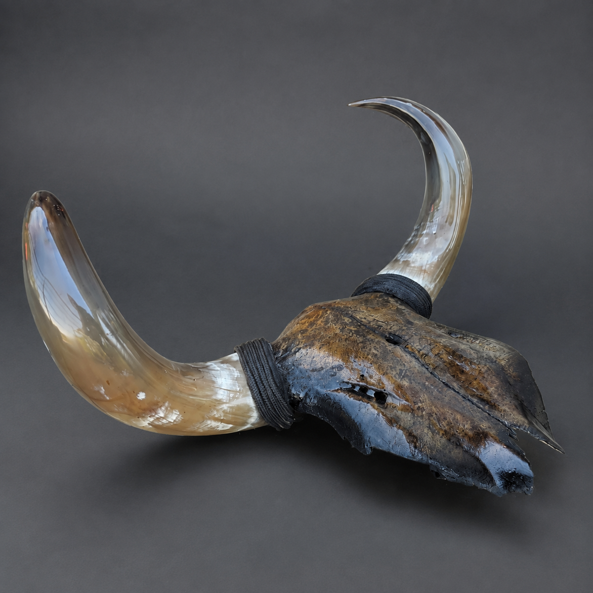 The Obsidian artisanal carved cattle skull – right angle view