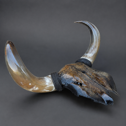 The Obsidian artisanal carved cattle skull – right angle view
