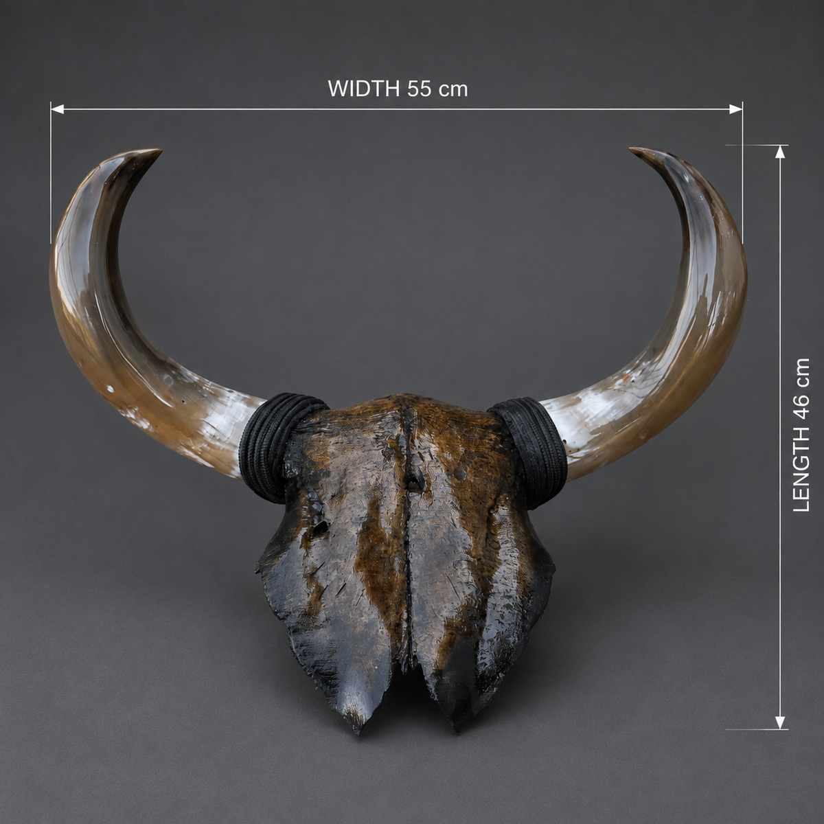 The Obsidian artisanal carved cattle skull – dimensions view