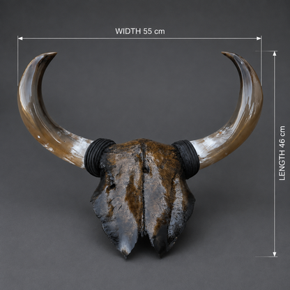 The Obsidian artisanal carved cattle skull – dimensions view