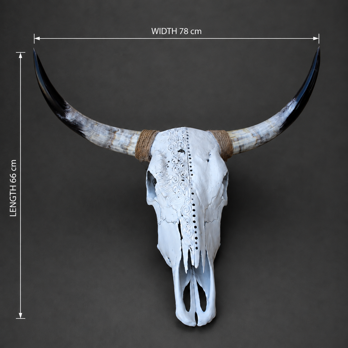 The Scribe artisanal carved cattle skull – dimensions view