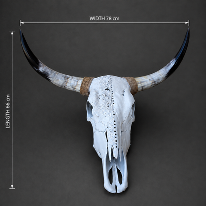 The Scribe artisanal carved cattle skull – dimensions view